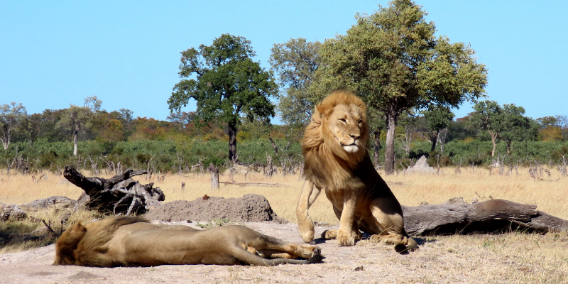 Hwange Lions